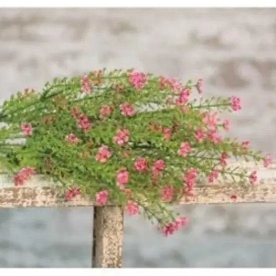 Pink Astilbe Bush, 20" {2}