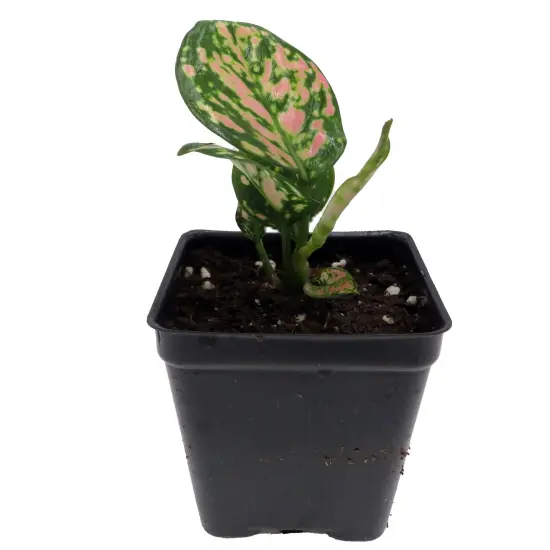 Red Lady Valentine Chinese Evergreen Plant - Aglaonema - 2.5" Pot {1}