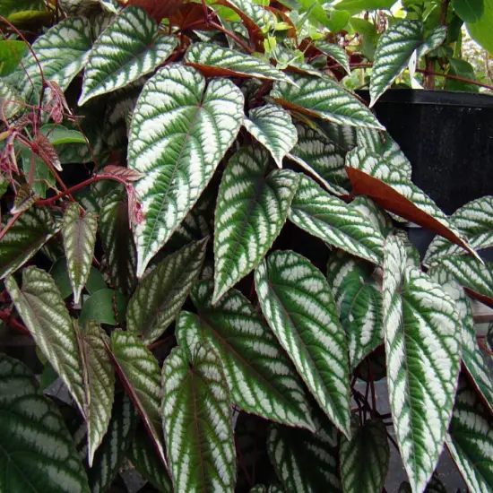 Rex Begonia Vine - Cissus Discolor - Great House Plant - 6" Pot {4}