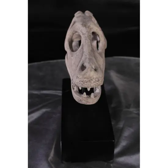 Raptor Dinosaur Skull Life Size Statue {6}