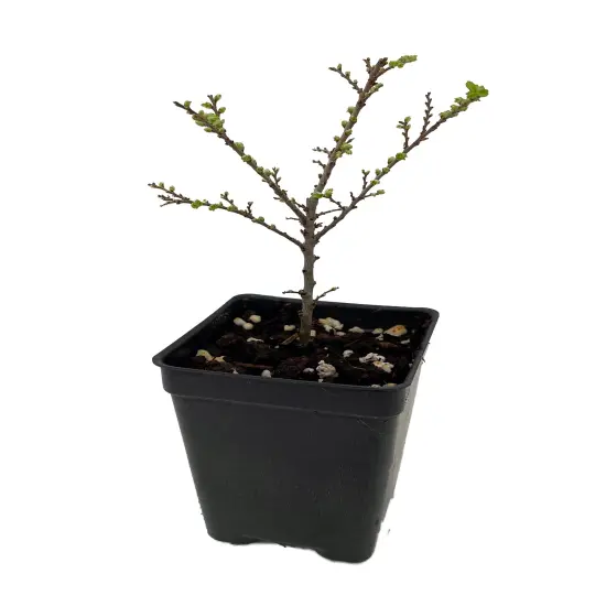 Seiju Dwarf Chinese Elm - Ulmus parvifolia - 2.5" Pot - Fairy Garden/Bonsai {3}