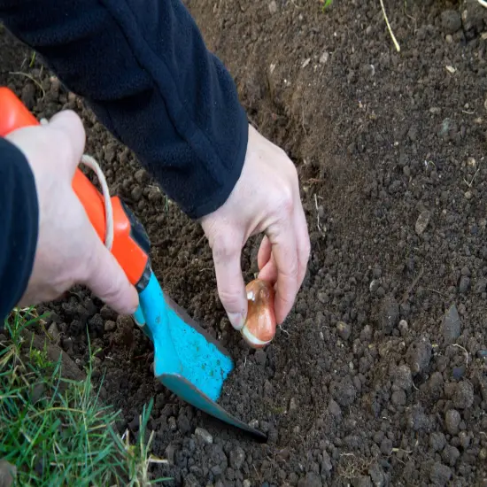 Striped Bird Snow Crocus - 10 Bulbs - 5/+ cm Bulbs {5}