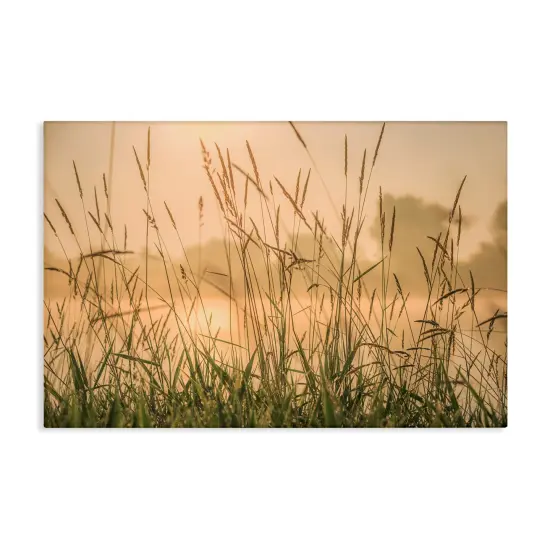 Stupell Industries Grassy Country Reeds Canvas Wall Art Design by Marty Hulsebos {1}