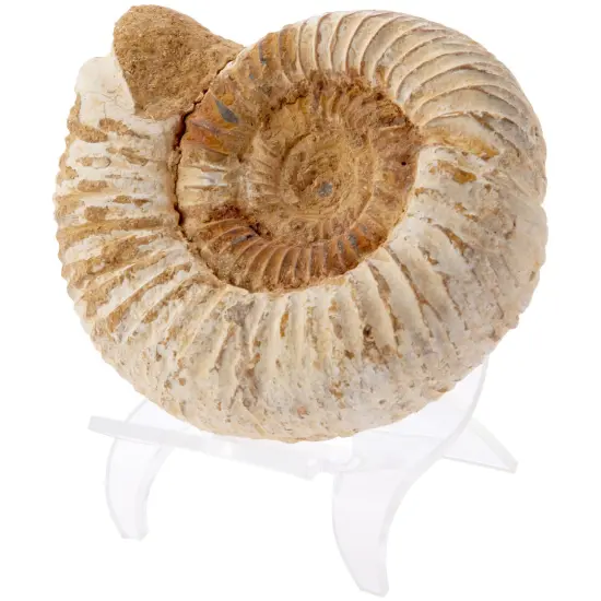 Plymor Clear Acrylic Wave Display Easel, 2.625" H x 2.25" W x 2.75" D {3}