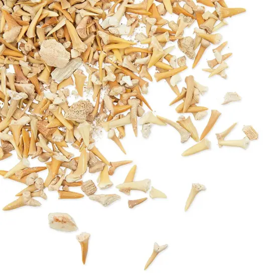 Shark Teeth Bone Replicas Set (1 Pound), Authentic Mixed Grade, 3 Species Types, Genuine Moroccan Real Authentic Tooth Collection Brown {1}