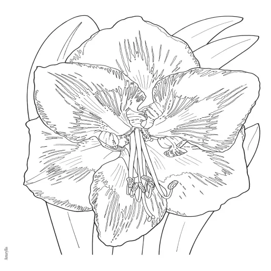 Creative Haven: In Full Bloom Coloring Book-Softcover {4}