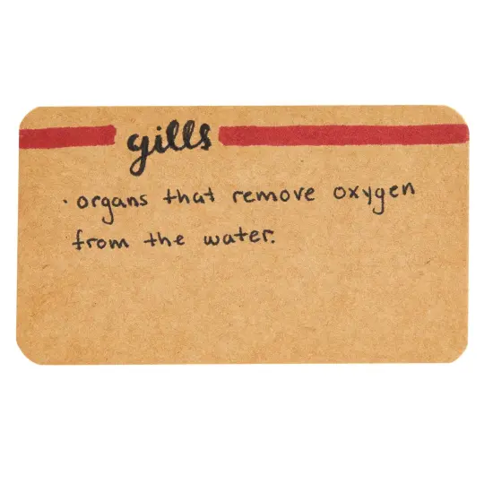 250-Pack Blank Index Cards, 2x3.5 in Flashcards for Studying, Small Kraft Paper Cardstock for Making Business Cards, Playing Cards, Gift Tags, Crafts, Bulk Pack, Brown {6}