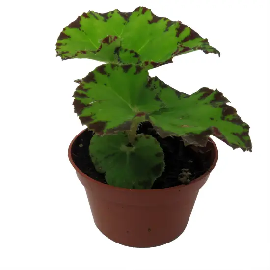 Baby Dress Begonia Plant - 2.5" Pot - Terrarium/Fairy Garden/HousePlant {6}