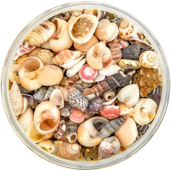Tiny Sea Shells Mixed Ocean Beach Spiral Seashells Craft Charms for Home Decorations, Beach Theme Party, Candle Making, Wedding Decor, DIY Crafts, Fish Tank and Vase Filler(1-2.5cm),680-700pcs {5}