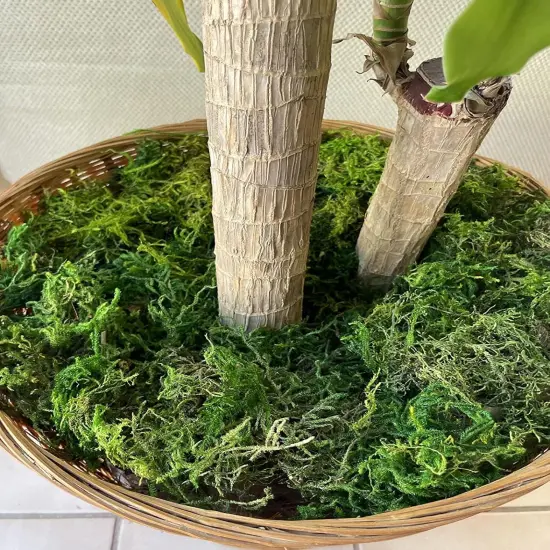 Artificial Moss, 17.6 OZ Green Moss for Decorating, Faux Moss for Crafts, Decorative Moss for Plants Indoor, Table Centerpieces, Fairy Garden Wedding Decor {3}