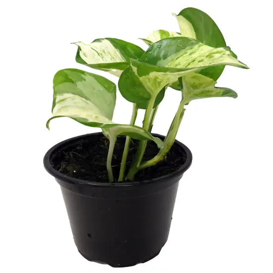 Manjula - Pothos - 4" Pot {1}