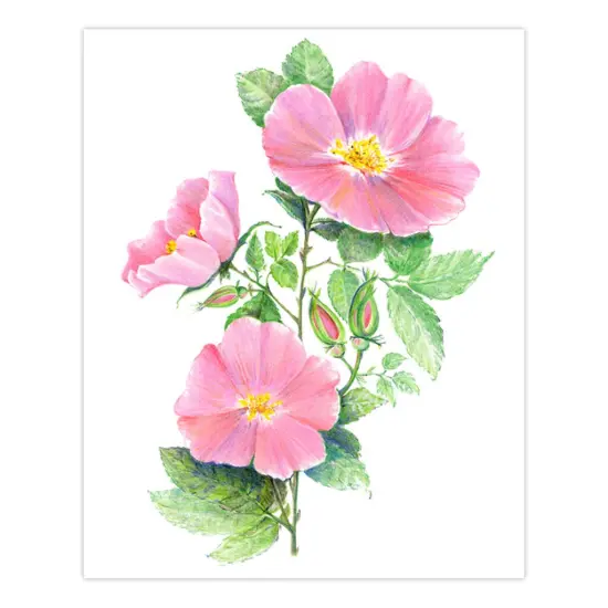 AVS-DME203 | Drawing Made Easy&trade; 26pc 8" x 10" Flowers 4 Project Box Set {5}