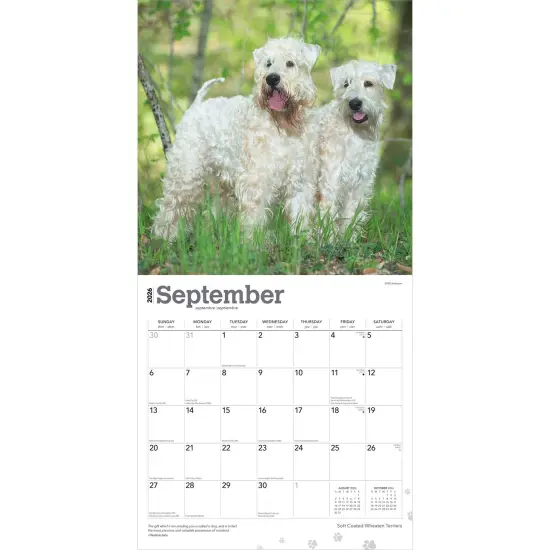 Soft Coated Wheaten Terriers | 2026 12 x 24 Inch (Hanging) Monthly Square Wall Calendar | Plastic-Free {4}