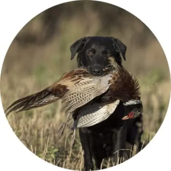 Pheasant Hunting with Dog Retrieving Ceramic Car Coaster Set 2.56" (2 Pack) {1}