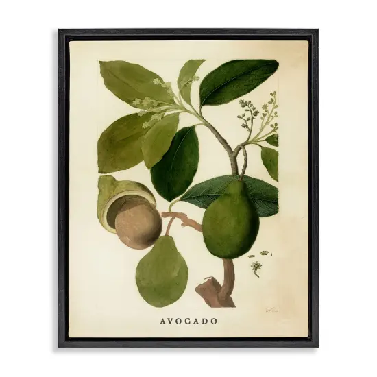 Stupell Industries Vintage Avocado Plant Floating Frame Design by Lil' Rue {1}