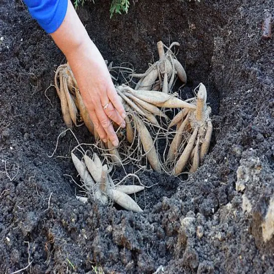 Meteorite Dahlia - 1 Root Clump - Yellow Blooms/Dark Reddish-Green Foliage- New {5}