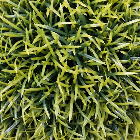 Northlight Potted Two-Tone Artificial Grass Ball Topiary Plant - 18" Green {6}