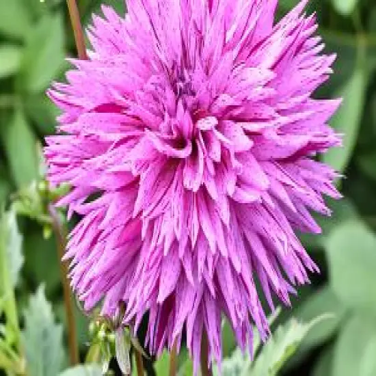 Striped Ambition Dahlia - Dinnerplate Fimbriata Flower - #1 Size Root Clump {3}