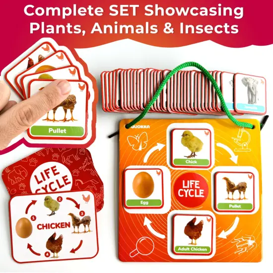Lifecycle Magnetic Kit | Toy Montessori | Educational for Kids {6}