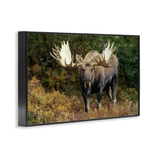 Stupell Industries Bull Moose Face Off Framed Giclee Wall Art Design by Shane Lamb {3}