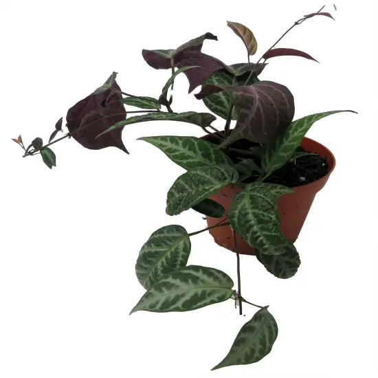 Bignonia Argyro Violacea - Crossvine - 4'' pot {5}