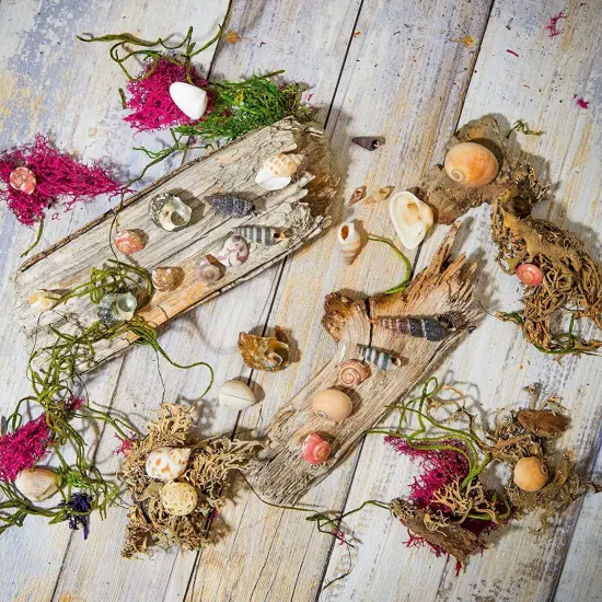 Tiny Sea Shells Mixed Ocean Beach Spiral Seashells Craft Charms for Home Decorations, Beach Theme Party, Candle Making, Wedding Decor, DIY Crafts, Fish Tank and Vase Filler(1-2.5cm),680-700pcs {3}