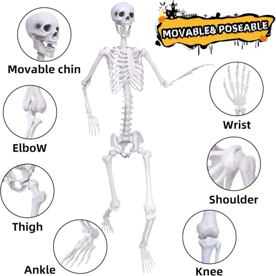 6Ft Life Size Skeleton with 2PCS Black Crows for Halloween {2}