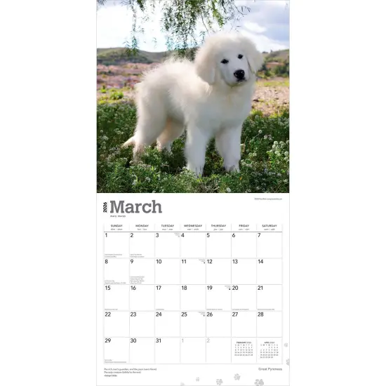 Great Pyrenees | 2026 12 x 24 Inch (Hanging) Monthly Square Wall Calendar | Plastic-Free {3}