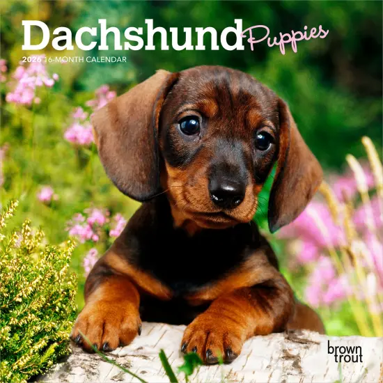 Dachshund Puppies | 2026 7 x 14 Inch (Hanging) Monthly Mini Wall Calendar {1}
