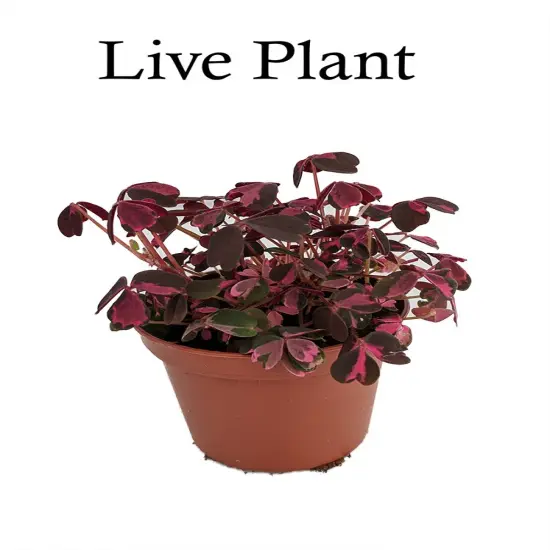 Plum Crazy Shamrock - Oxalis - 2.5" Pot - Fairy Garden Plant/House Plant/Edible {2}