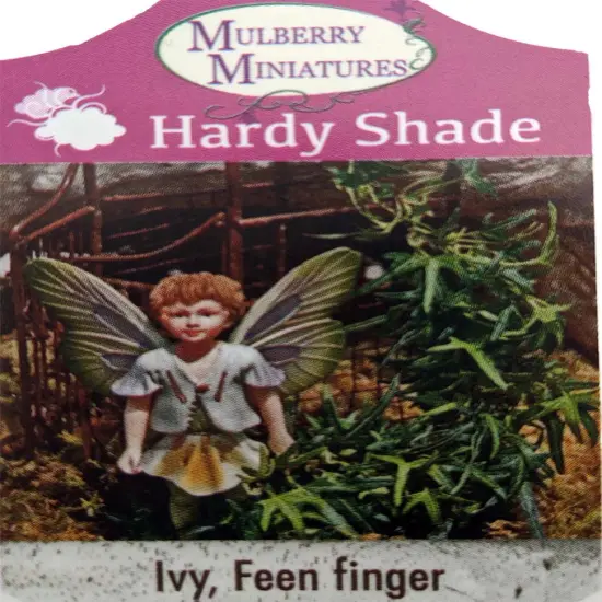 Feen Finger English Ivy - 2.5" Pot - Terrarium/Fairy Garden/House Plant {3}