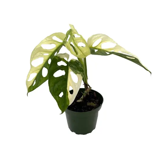 Exotic Variegated Swiss Cheese Plant - Monstera adansonii var - 4" Pot {3}
