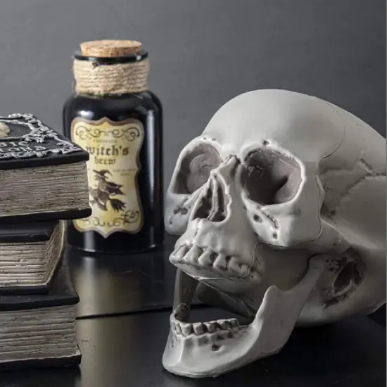 Life Size Skeleton Skull Model Human Skull Replica Model {5}