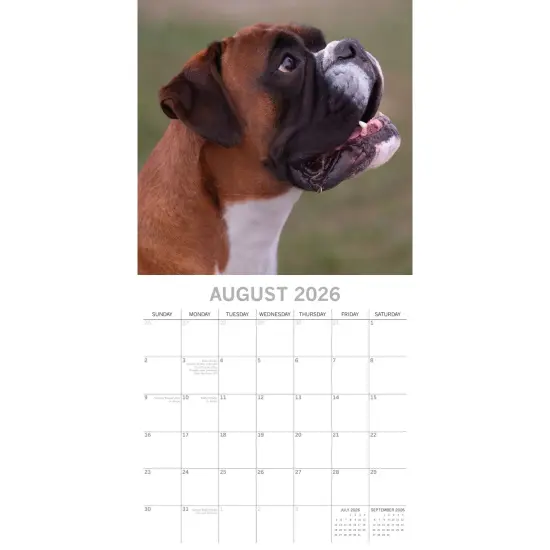 The Gifted Stationary 2026 Square Wall Calendar, Boxers, 16-Month Animals Theme Hanging Calendar with 180 Reminder Stickers, Month Planner for Creative Spaces, 12x12 In Multicolor {3}