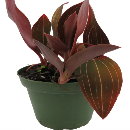 Red Jewel Orchid Plant - Ludisia discolor - RARE -4" Pot-Spectacular Foliage/Flowers {3}