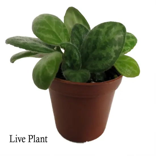 JV Mellow Yellow Asian Violet - Primulina - House Plant - 2.5" Pot {2}