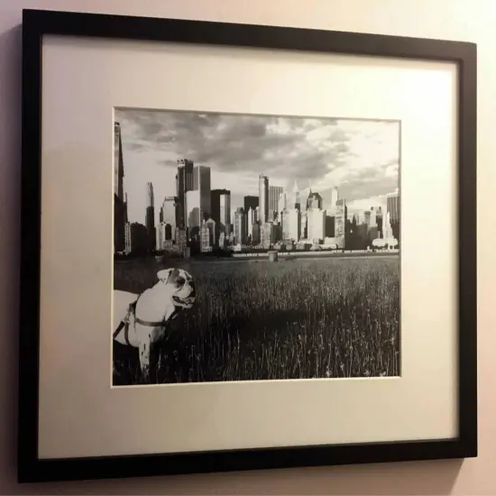 Framed English Bulldog Art with Black and White NYC Skyline {2}