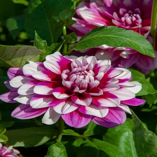 Patches Dahlia - Decorative Flower - #1 Size Root Clump {3}