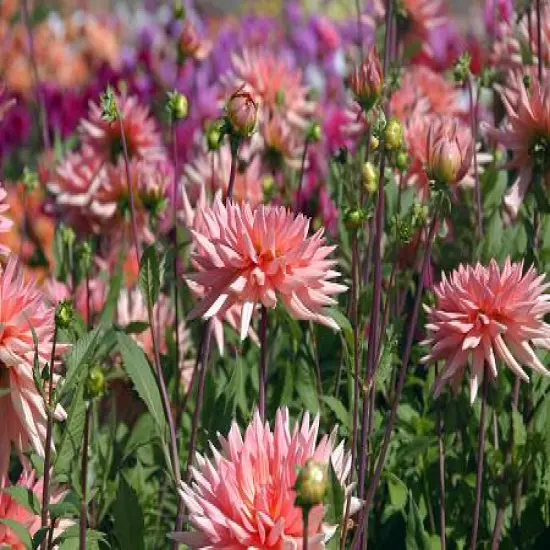 Preference Dahlia Cactus- 1 Root Clump {1}