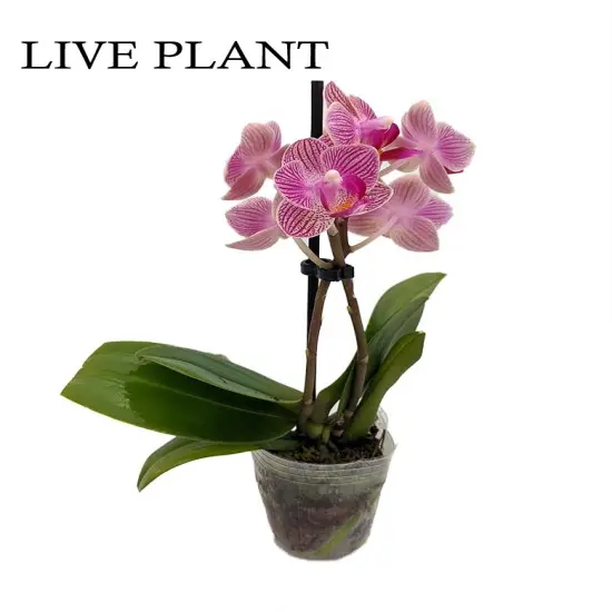 Surprise Moth Orchid Plant - Phalaenopsis - 2" Pot - Easy House Plant {2}