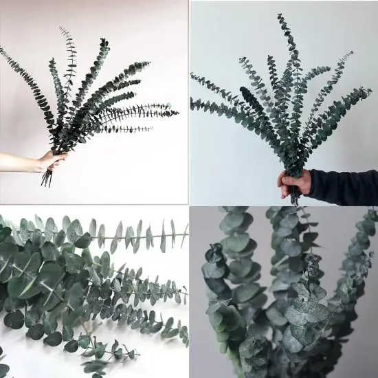 10 Pack Natural Dried Eucalyptus Bundle,17 inch/45cm Preserved Fresh Eucalyptus Branches Greenery Plants {3}