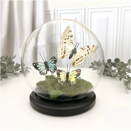 Plymor 5" x 6" Glass Display Dome Globe Cloche (Black MDF Wood Base) {3}