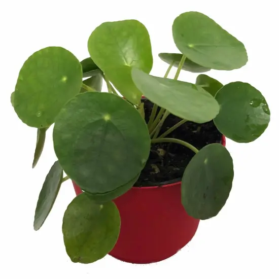 Chinese Money Plant -Pass It On Plant- Pilea peperomioides-4" Ceramic Pot {3}