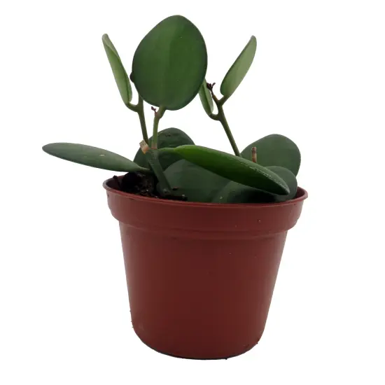 String of Coins - Xerosicyos Danguyi - 2.5" Pot {1}