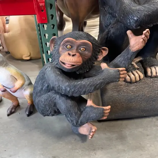 Monkey Chimpanzee Congo Life Size Statue {3}