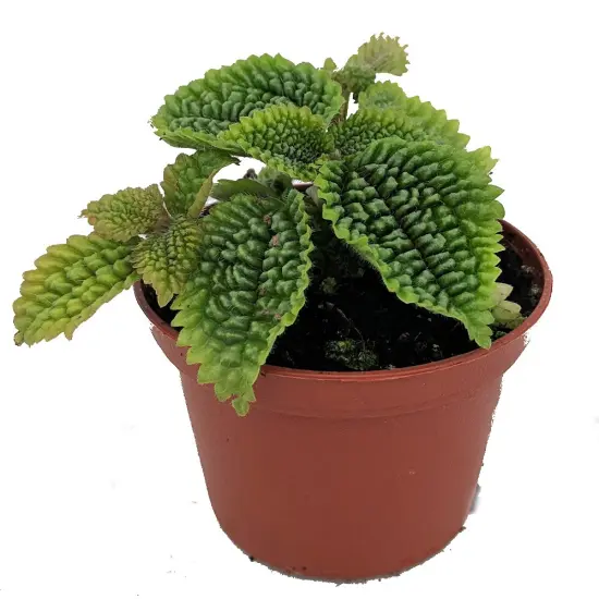 Moon Valley Plant - Pilea mollis - Vibrant & Unique Houseplant - 2" Pot {1}