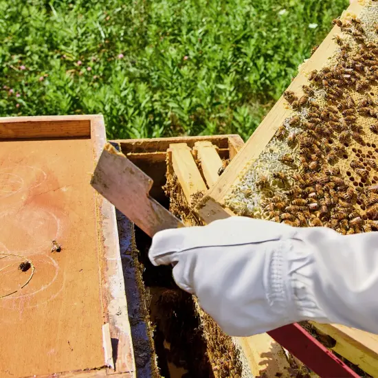 Honey Keeper 2-Pack Stainless Steel J Hook Bee Hive Tool, 10-1/2 inch Frame Lifter and Scraper, Beekeeping Equipment Red {5}