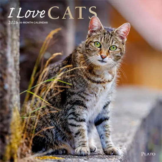 I Love Cats | 2026 12 x 24 Inch (Hanging) Monthly Square Wall Calendar | Foil Stamped Cover {1}