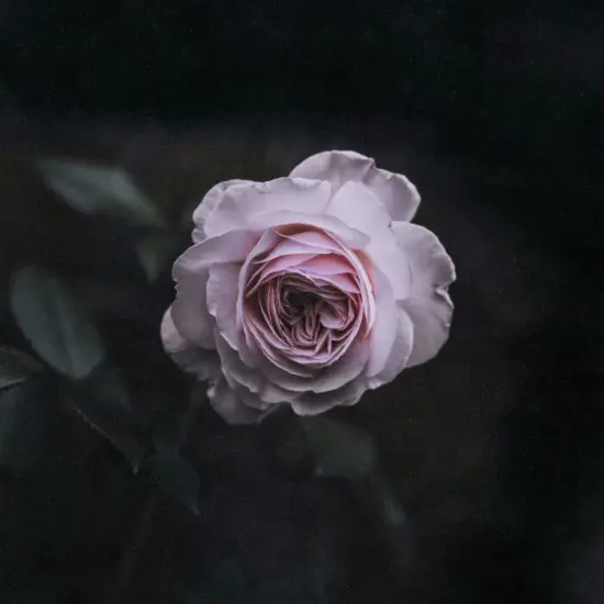 Rose Noir (Byredo&reg; type) - Premium Fragrance Oil {1}