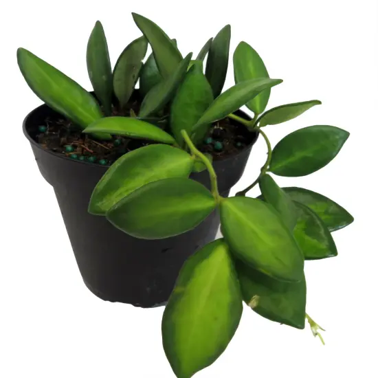 Rare Variegated Burtoniae Wax Plant - Hoya - Collector's Series - 4" Pot {4}